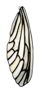 Cicada wing